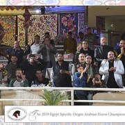 Lisa Abraham: The 2019 Egypt Specific Origin Arabian Horse Championship Photo Gallery