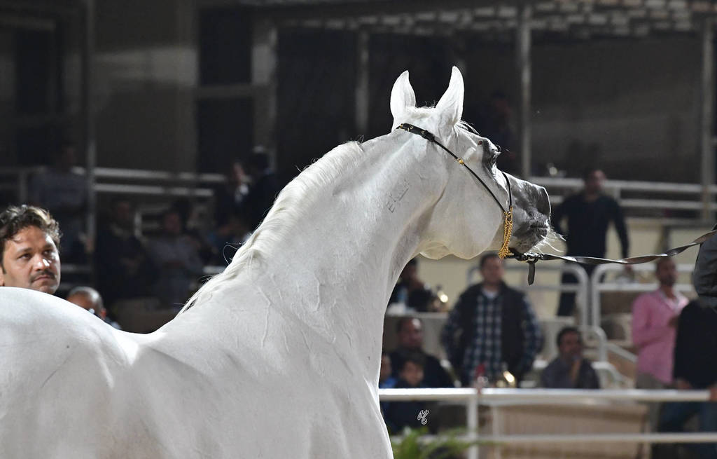 Stallion: Al Aneed Al Sharbatly