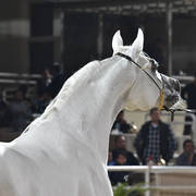 Stallion: Al Aneed Al Sharbatly