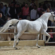 Stallion: Al Aneed Al Sharbatly