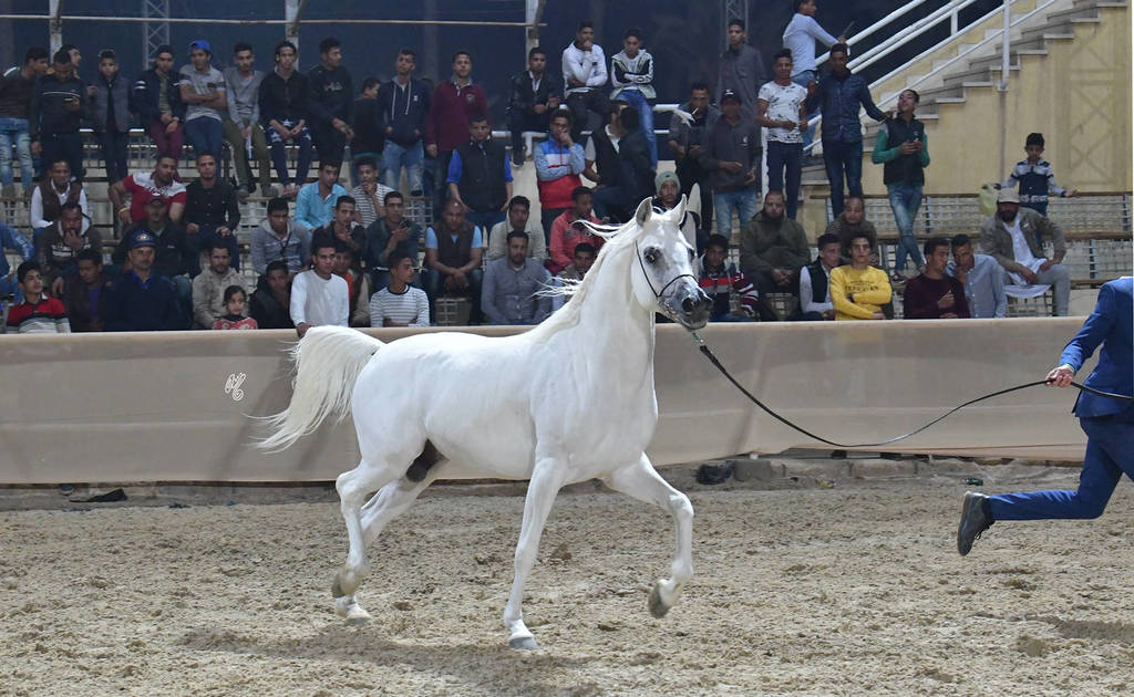 Stallion: Fadl Al Neseem
