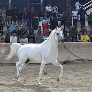 Stallion: Fadl Al Neseem