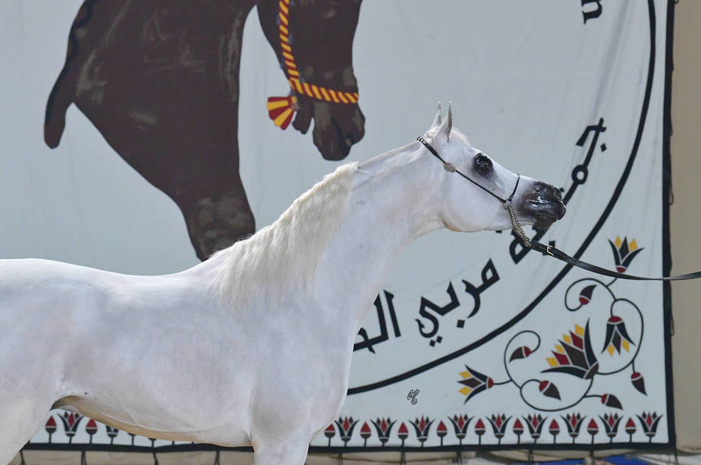 Stallion: Gamil Keriazy