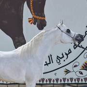 Stallion: Gamil Keriazy