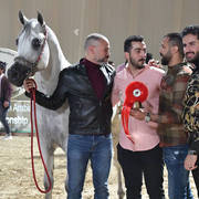 Stallion: Sohail Al Yasser
