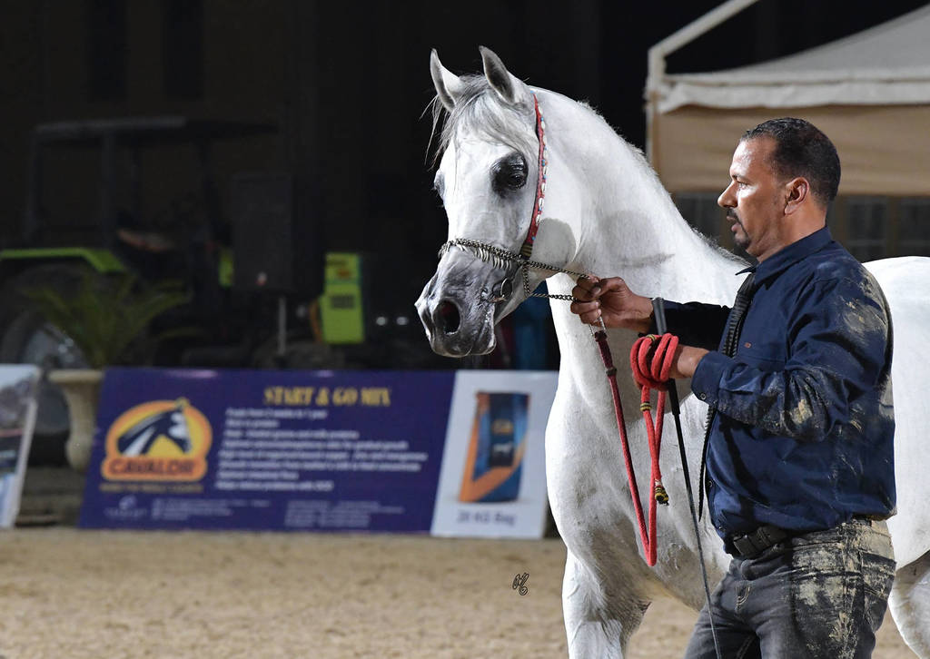 Stallion: Sohail Al Yasser