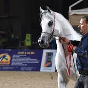 Stallion: Sohail Al Yasser