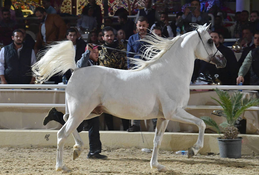 Stallion: Saqr El Gabry