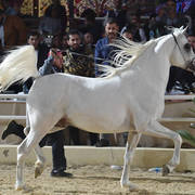 Stallion: Saqr El Gabry