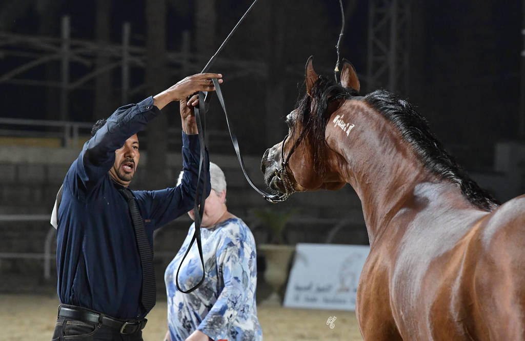 Stallion: Bondok Al Zahwa