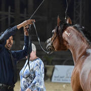 Stallion: Bondok Al Zahwa