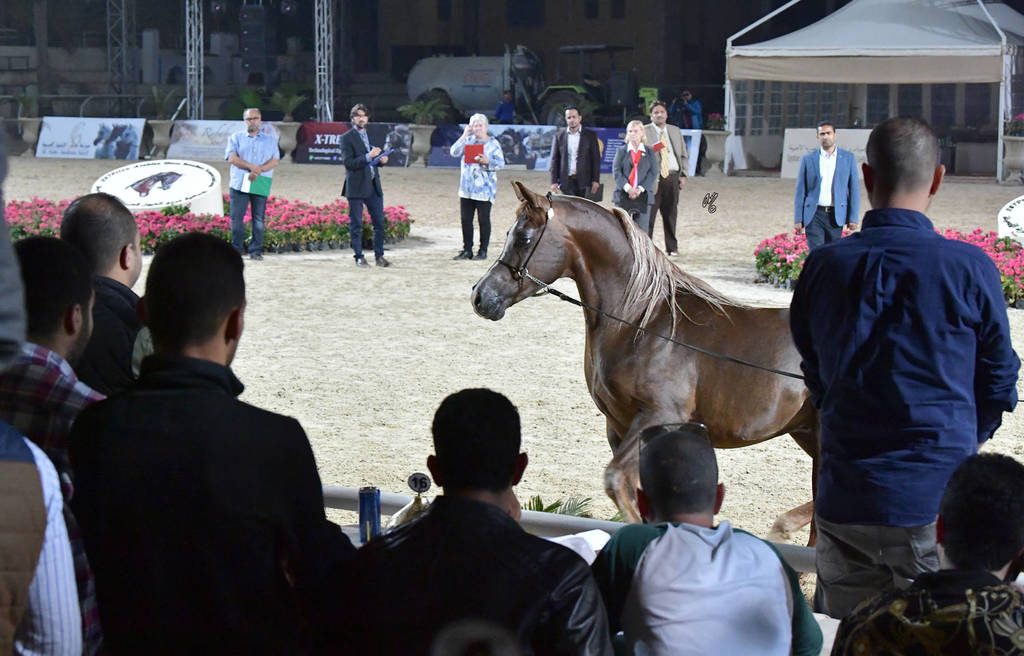 Stallion: Sakib Al Fagr