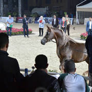 Stallion: Sakib Al Fagr