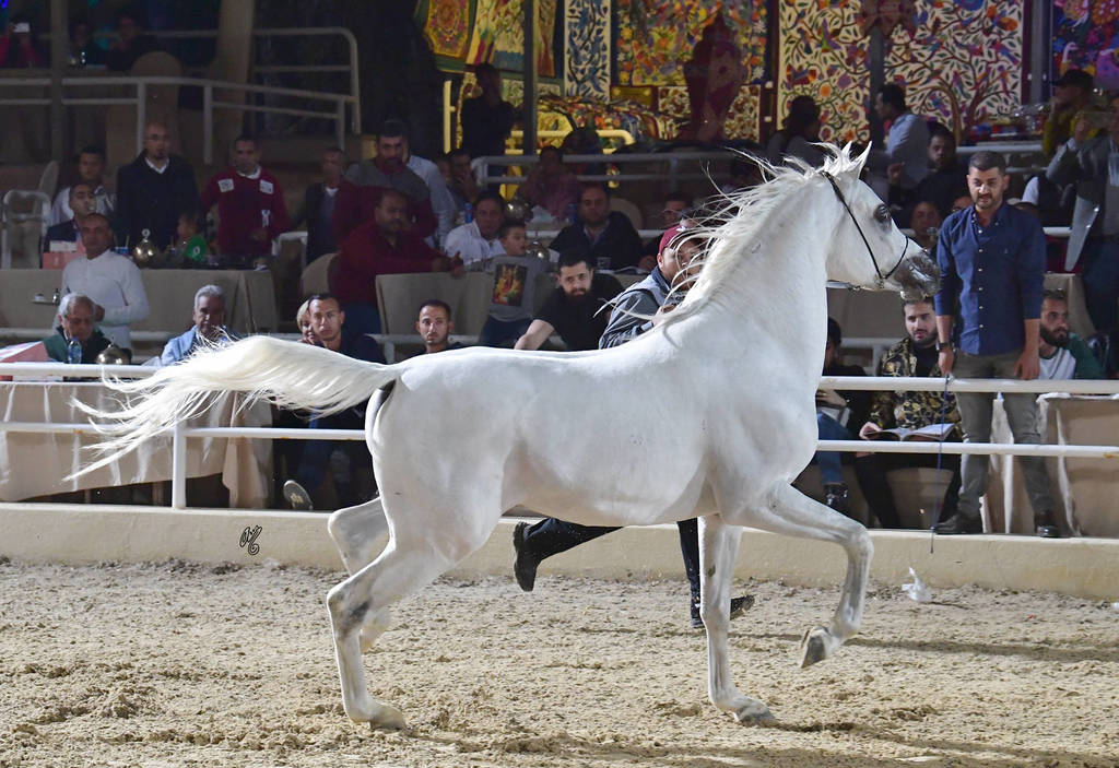 Stallion: Ikhnatoon El Gabry