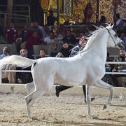 Stallion: Ikhnatoon El Gabry