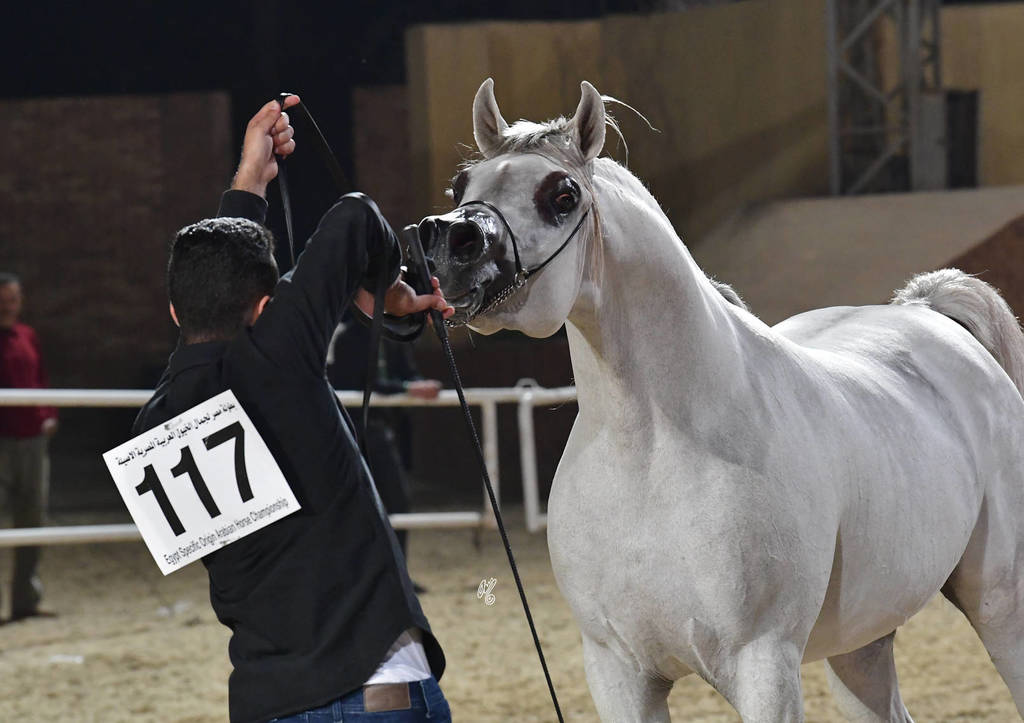 Stallion: Sameer El Sheruk