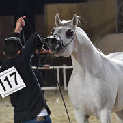 Stallion: Sameer El Sheruk