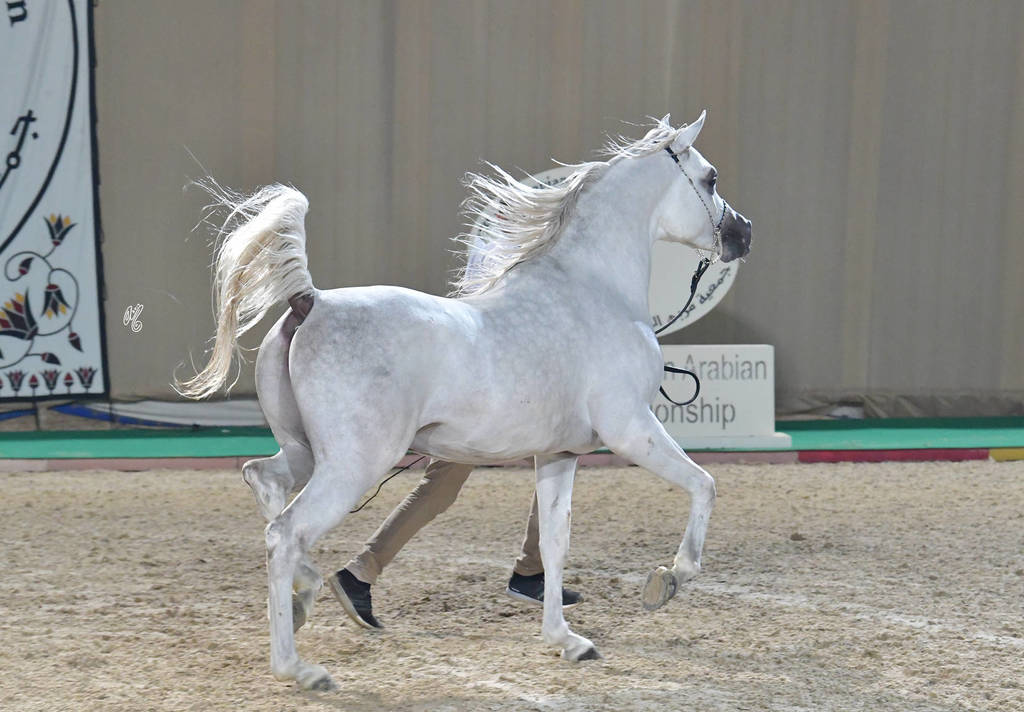 Stallion: Meshaal Halim