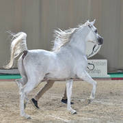 Stallion: Meshaal Halim