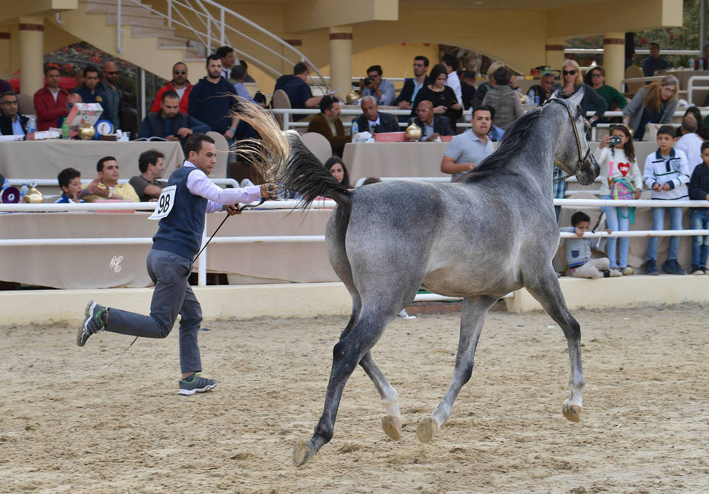 Colt: Adeeb Al Baidaa