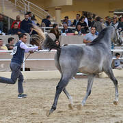 Colt: Adeeb Al Baidaa