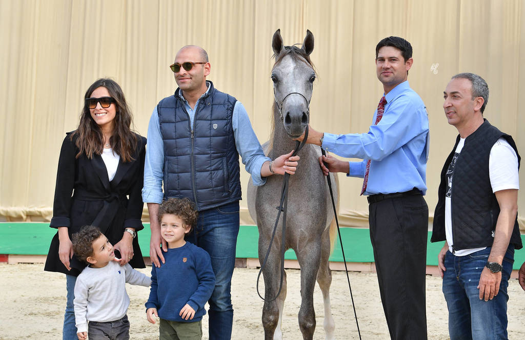 Yearling Colt: Halim Al Sujoud