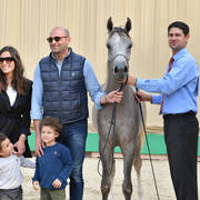 Yearling Colt: Halim Al Sujoud