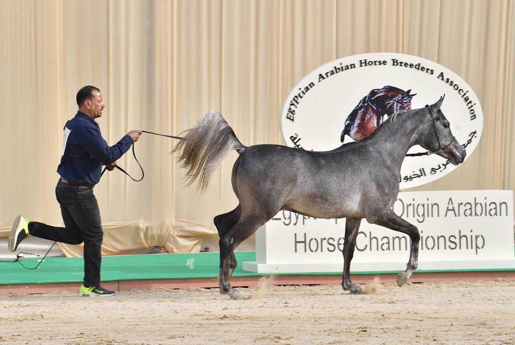 Yearling Colt: Aziz El Sheruk
