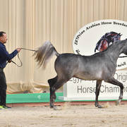 Yearling Colt: Aziz El Sheruk