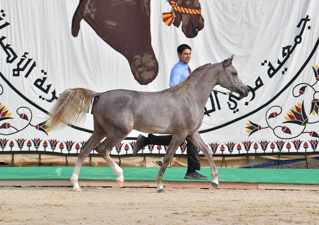Yearling Colt: Halim Al Sujoud