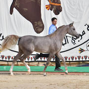 Yearling Colt: Halim Al Sujoud