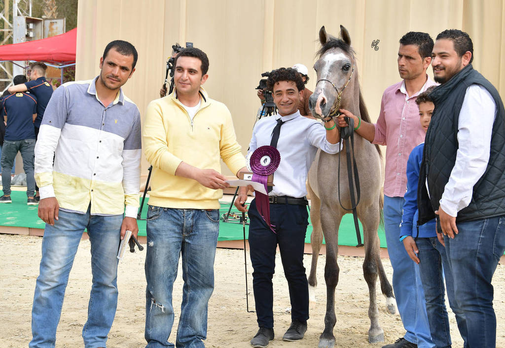 Yearling Colt: Sultan Aal Eid