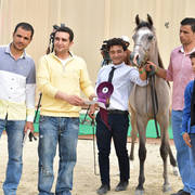 Yearling Colt: Sultan Aal Eid