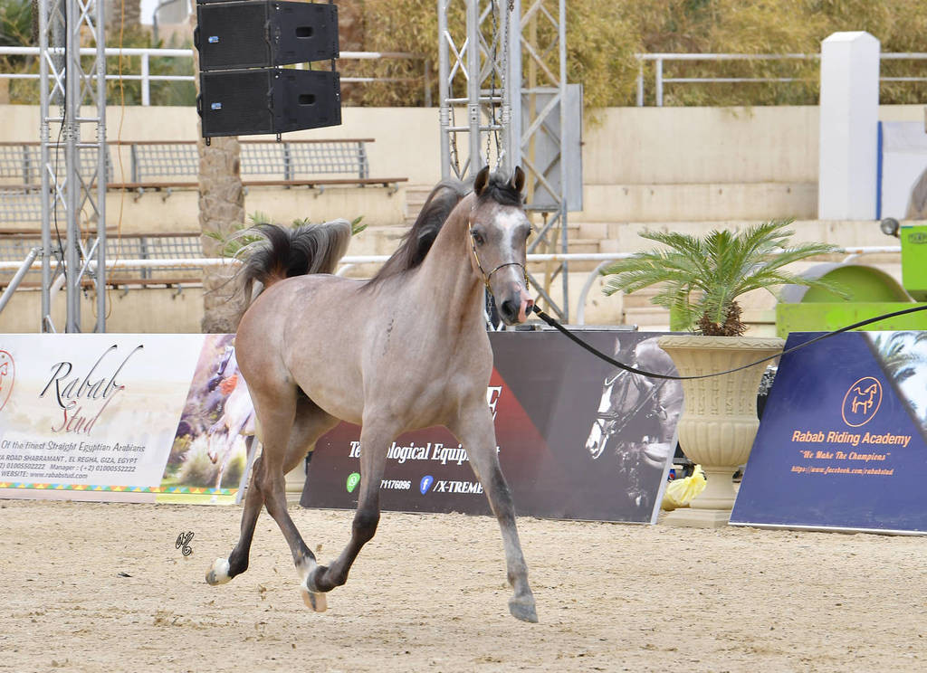 Yearling Colt: Sultan Aal Eid