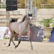 Yearling Colt: Sultan Aal Eid