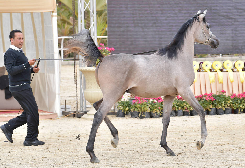 Yearling Colt: Nadeer Al Zahwa