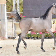 Yearling Colt: Nadeer Al Zahwa