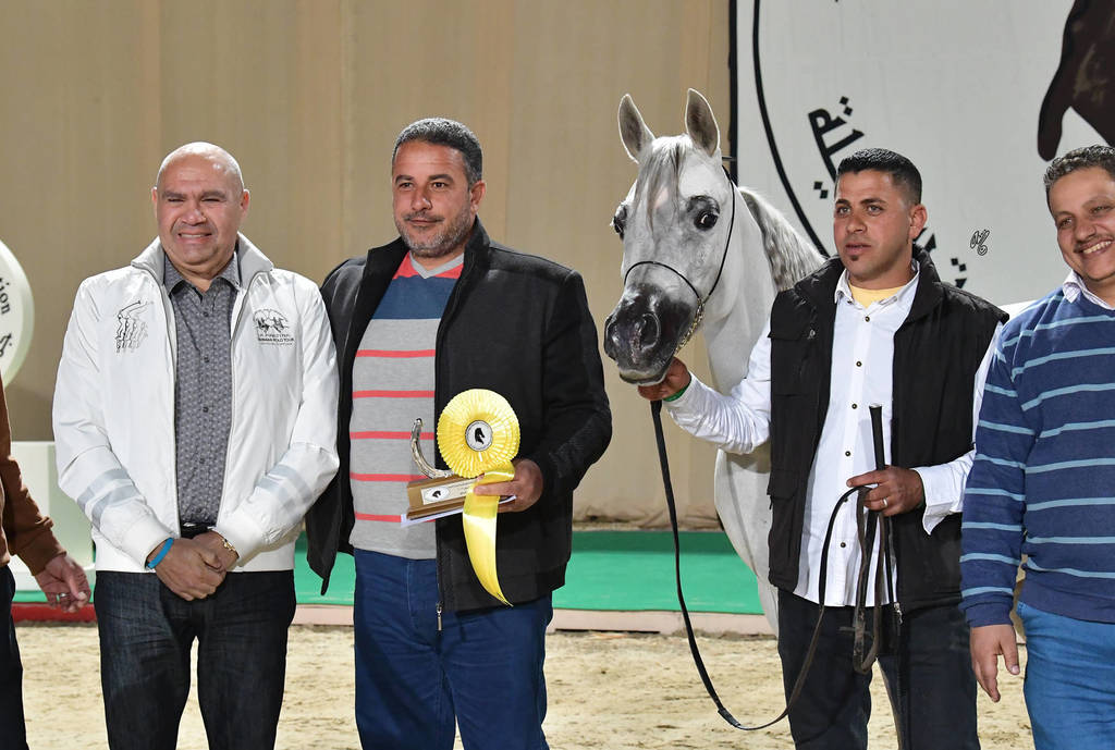 Mare: Kamaraia Al Reyada