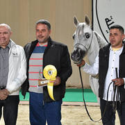 Mare: Kamaraia Al Reyada