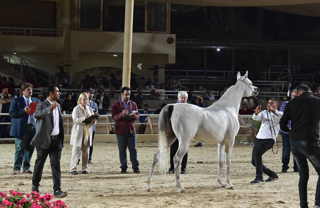 Mare: Rawaa Al Farazdak 