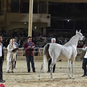 Mare: Rawaa Al Farazdak 
