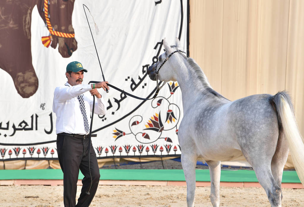 Filly: Asmahan El Sheruk