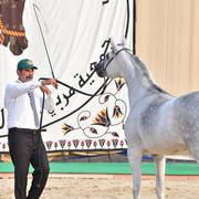 Filly: Asmahan El Sheruk