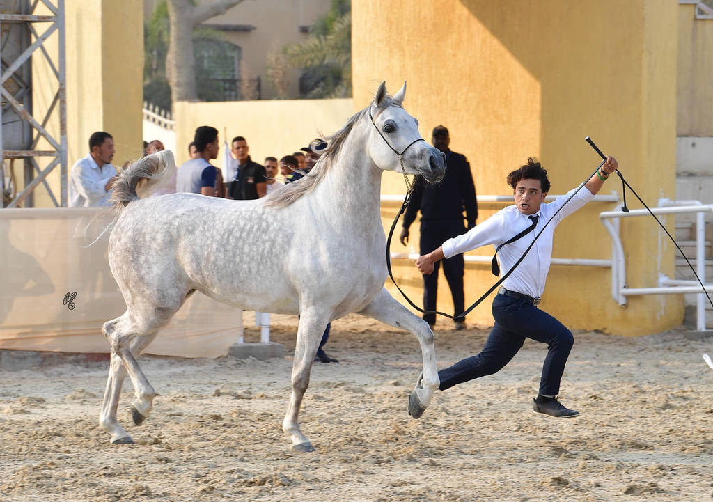 Filly: Mamloukah Al Mary