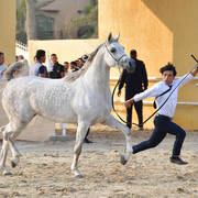 Filly: Mamloukah Al Mary