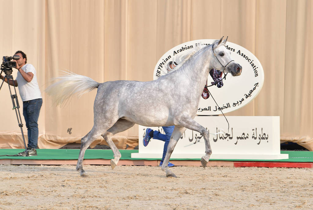 Filly: Raydana Retag