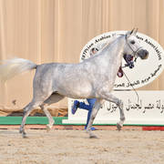 Filly: Raydana Retag