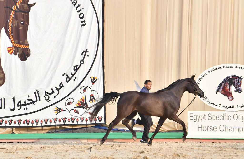 Filly: Rawan Basyouni