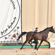 Filly: Rawan Basyouni