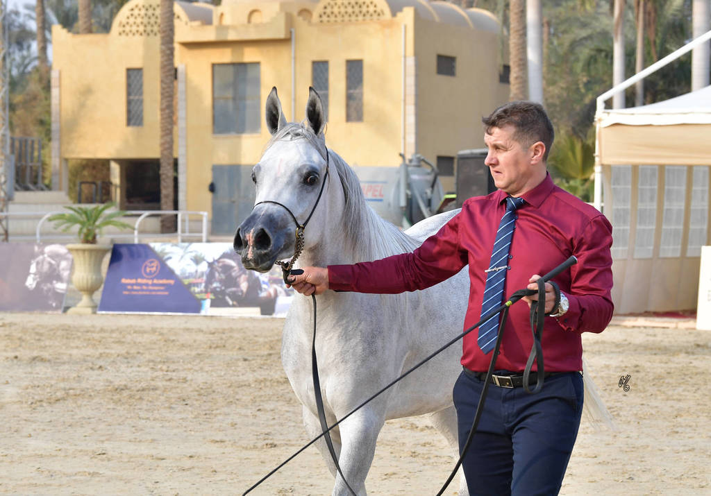 Filly: Azbalia Rabab